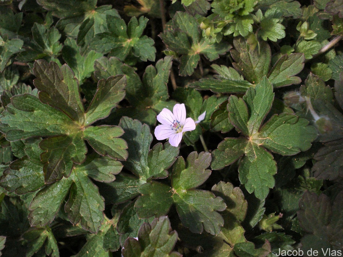 Geranium nepalense Sweet